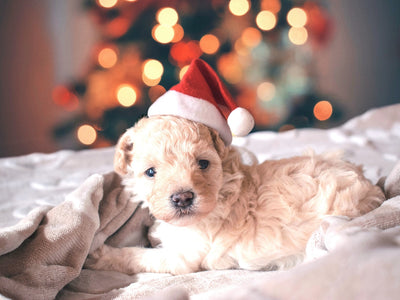 Merry Christmas | Hush Home